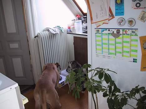 Huskat basse......død d.16aug 06 - jaaa ingen skal komme og sige jeg er bange for hunde ;-) billede 17