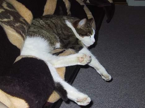 Huskat basse......død d.16aug 06 - åååå ja!! livet er herligt billede 18