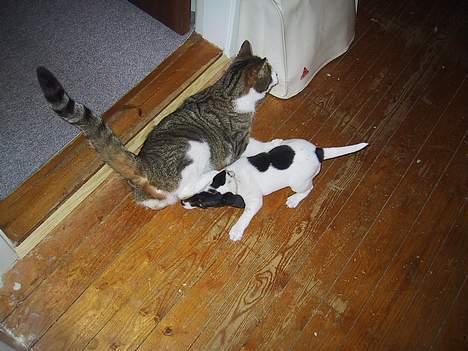 Huskat basse......død d.16aug 06 - nej!! jeg er ik dit kødben billede 19