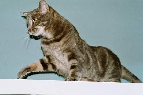 Blanding af racer Foucault - Hvor var du i 8 måneder? billede 1