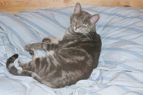 Blanding af racer Foucault - Et af de sidste billeder før han blev væk. billede 2