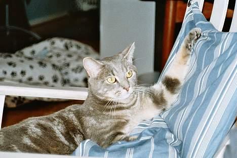 Blanding af racer Foucault - En smuk kat billede 3