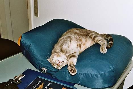 Blanding af racer Foucault - Elsker sin Ø-strand. Håber han vil bruge den igen, nu hvor han er hjemme. billede 5