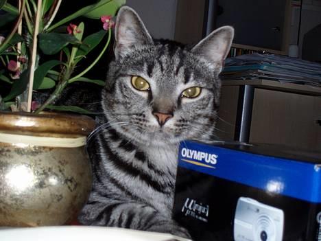 Blanding af racer Albus Dumbledore billede 6