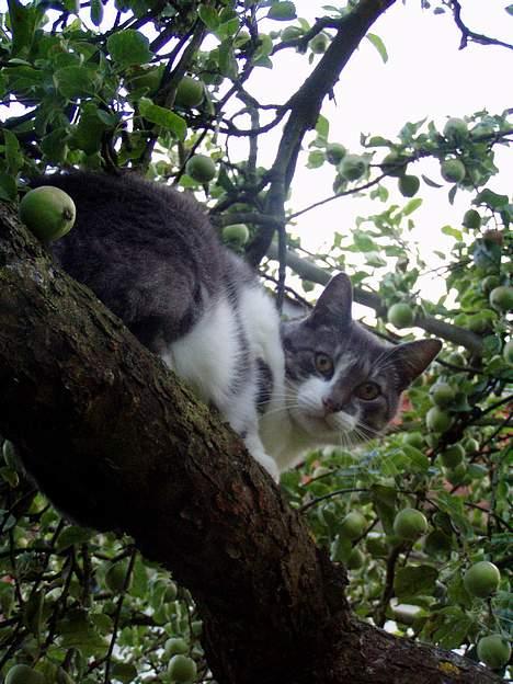 Huskat  *_Findus_* billede 20