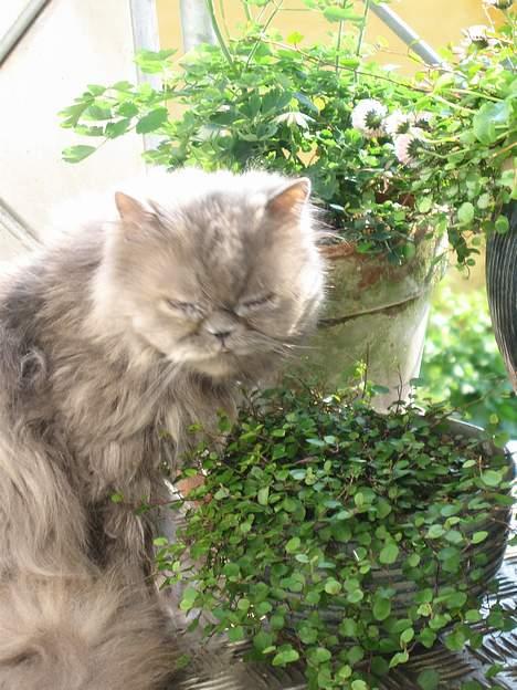 Perser Trine - Man har også lov til at se lidt bøvet ud...( engang imellem ) billede 7