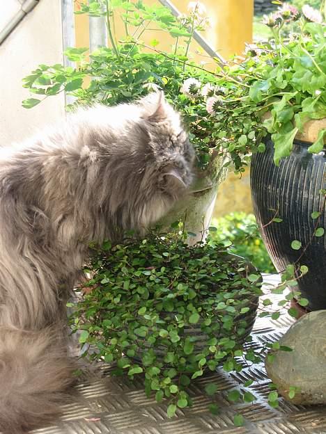 Perser Trine - Nu spiser hun blade igen... igen...igen billede 8