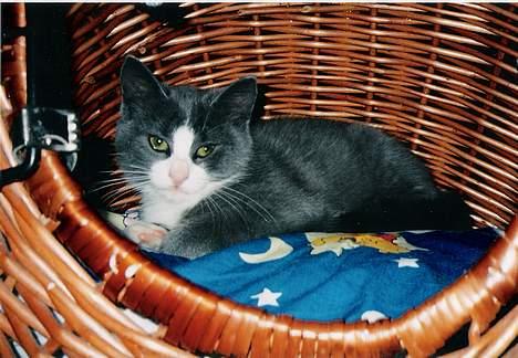 Blanding af racer Kitti - Her ligger hun å koser seg inne i huset =P!  billede 3