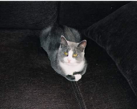 Blanding af racer Kitti - Kitti slapper av på sofaen =) billede 4