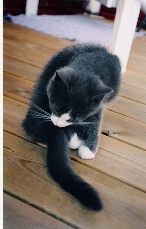 Blanding af racer Kitti - *Så fiiin* Kitti vasker seg =) billede 5