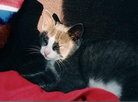 Blanding af racer Kitti - Pusen ligger å koser seg =) billede 6