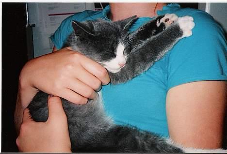 Blanding af racer Kitti - Kitti i mine armer =)  billede 7