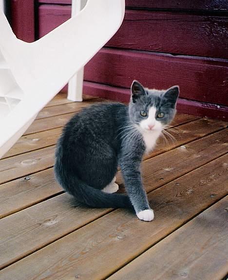 Blanding af racer Kitti - Puuusn =) billede 8