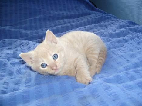 Blanding af racer Hope. billede 11