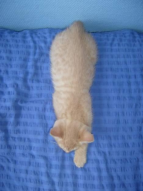 Blanding af racer Hope. billede 12