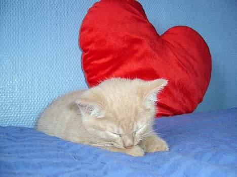 Blanding af racer Hope. billede 13