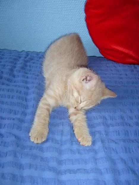 Blanding af racer Hope. billede 14