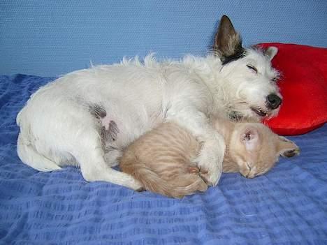 Blanding af racer Hope. billede 15