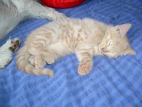 Blanding af racer Hope. billede 16