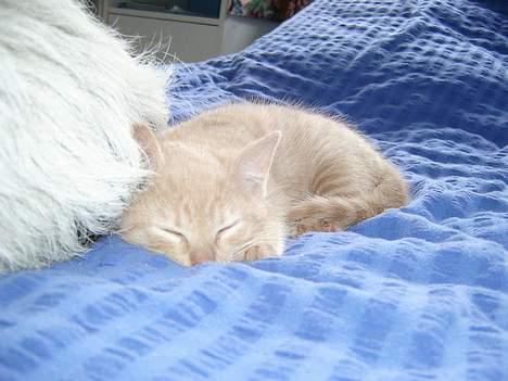 Blanding af racer Hope. billede 17