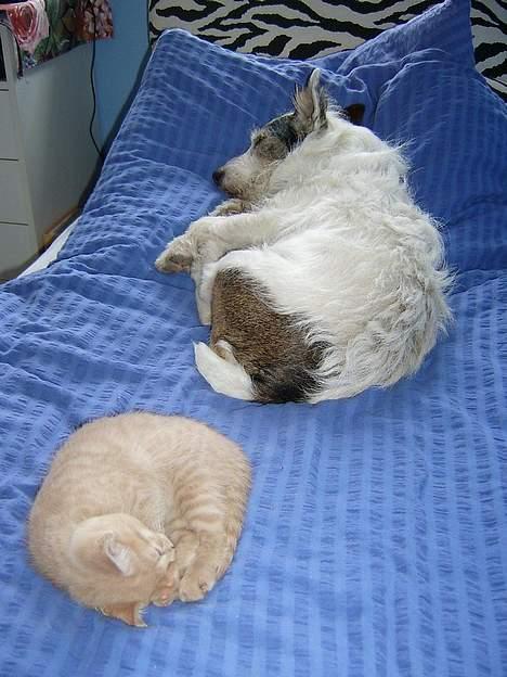 Blanding af racer Hope. billede 18