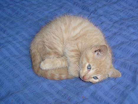 Blanding af racer Hope. billede 19