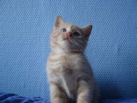 Blanding af racer Hope. billede 20