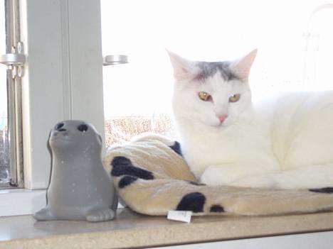 Blanding af racer Ib - Det min plads i vinduet,så ka jeg holde øje billede 17