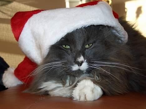 Norsk Skovkat Oluf - Jaah.. Den kat finder sig i alt... billede 1