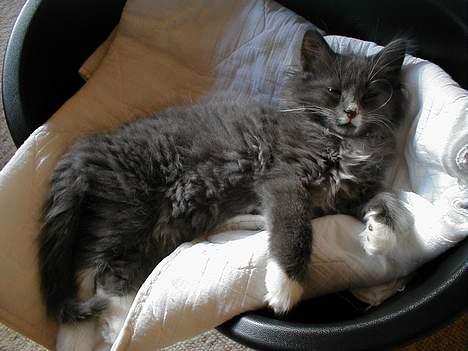 Norsk Skovkat Oluf billede 2