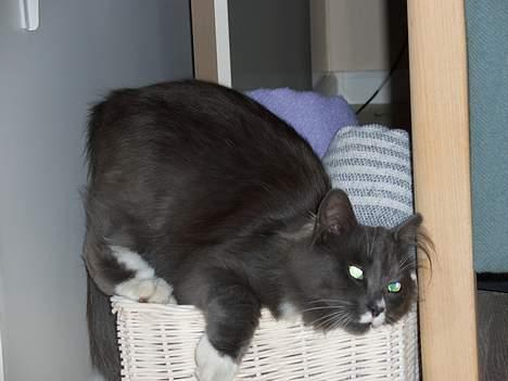 Norsk Skovkat Oluf billede 3