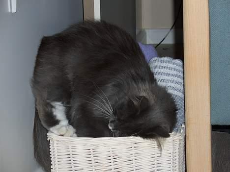 Norsk Skovkat Oluf - jah.. der kan man så ik være i... billede 4