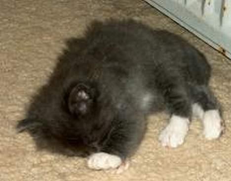 Norsk Skovkat Oluf - der havde vi næsten lige fået ham billede 5