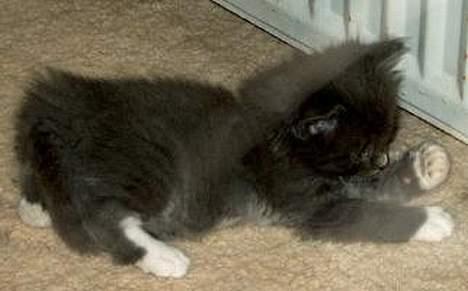 Norsk Skovkat Oluf billede 6