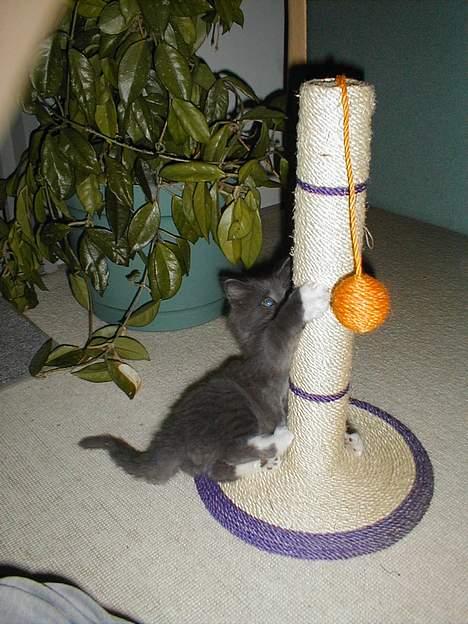 Norsk Skovkat Oluf - legetid billede 7