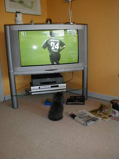 Norsk Skovkat Oluf - tjaa.. katte ser vel også tv..? billede 8