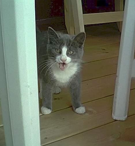 Blanding af racer Kitti - Mjau =) billede 9