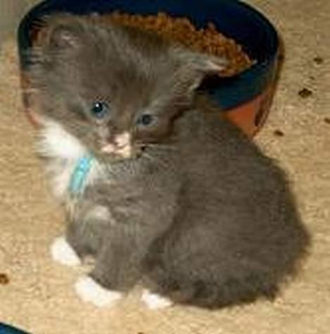 Norsk Skovkat Oluf - lige inden vi købte ham billede 9