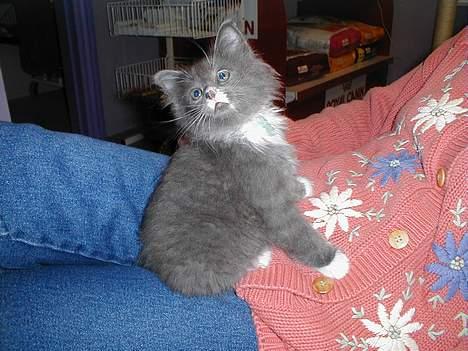 Norsk Skovkat Oluf - hehe billede 10