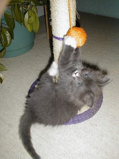 Norsk Skovkat Oluf - han elskede den der.. billede 11