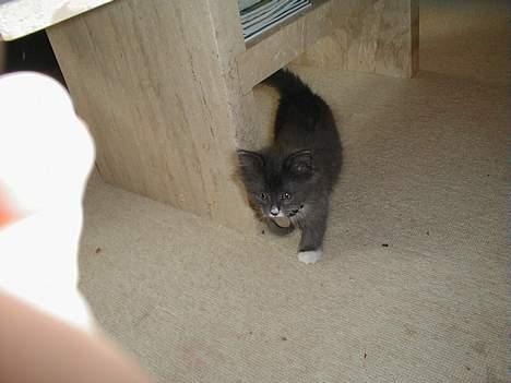 Norsk Skovkat Oluf - han undersøgte huset... billede 12