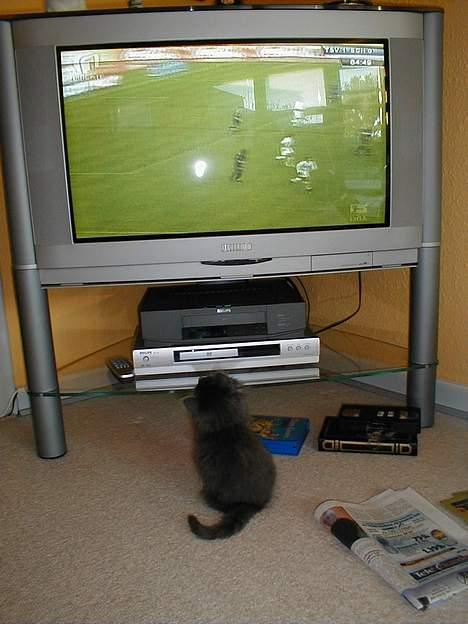 Norsk Skovkat Oluf - man kan aldrig se for meget fodbold billede 13