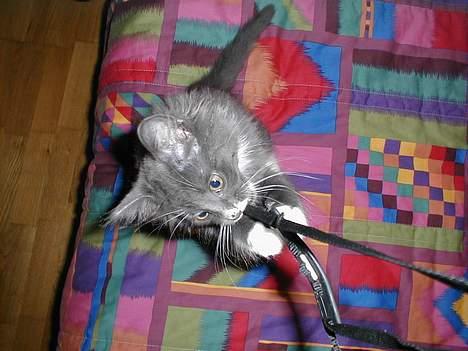 Norsk Skovkat Oluf billede 14