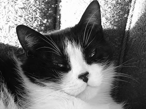 Blanding af racer Malthe 1998-2014 billede 12