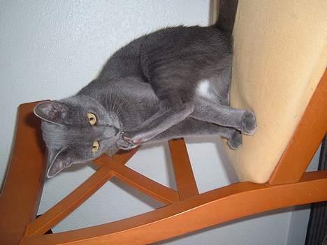 Blanding af racer Bella - så får jeg lige min skønhedsvask billede 8