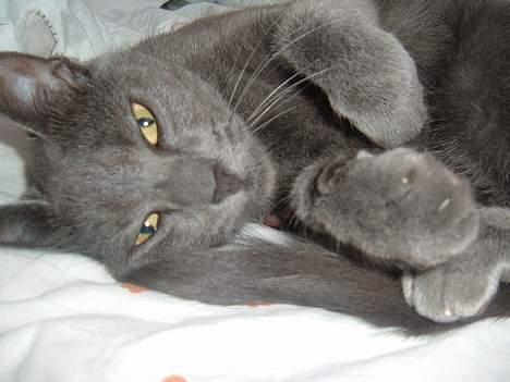 Blanding af racer Bella - hvem kan stå for en dronnig som mig?? billede 9