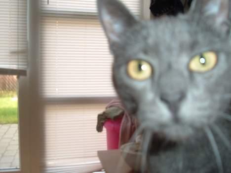 Blanding af racer Bella - er jeg tæt nok på nu?? billede 10