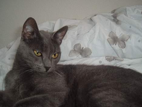 Blanding af racer Bella billede 11