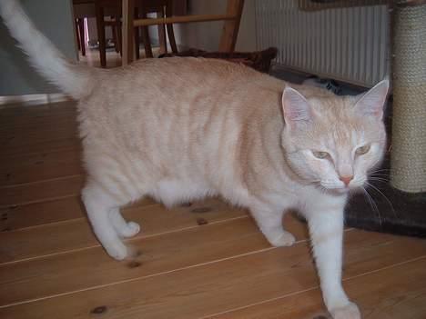 Blanding af racer Baloo billede 10