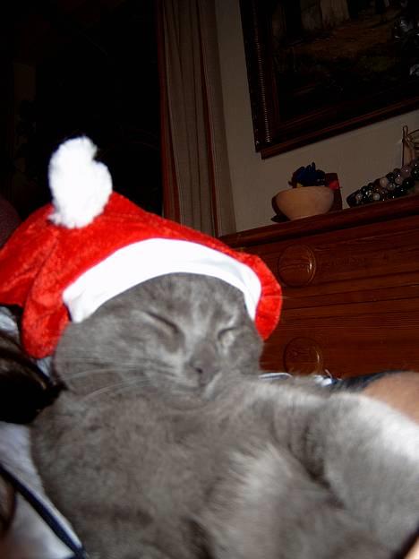 Russian Blue Pelle - Pellei julehumør...  billede 2